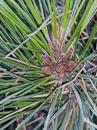 Close-up of pine tree