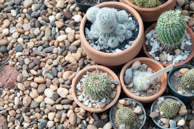 High angle view of succulent plants