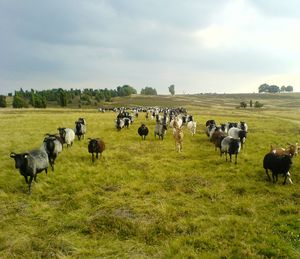 Sheep grazing on field against sky