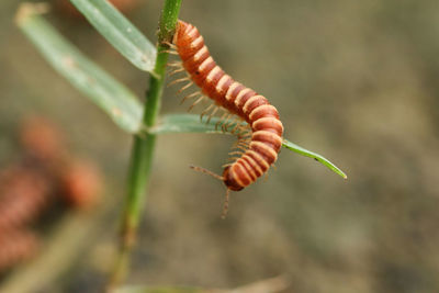 Brown centipede hanging on a plant.