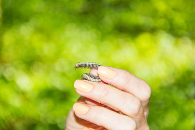 Close-up of hand holding butterfly