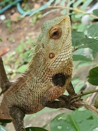 Close-up of lizard on tree