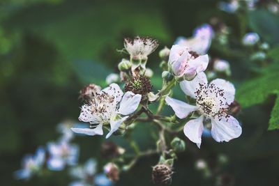 Close-up of white flowering plant