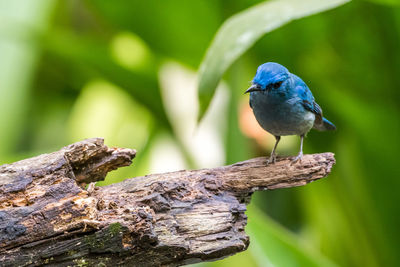 Close-up of bird perching on tree