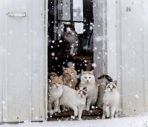 Cats standing on doorway during winter
