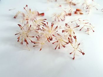 Close-up of leaves over white background