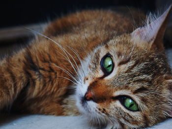 Close-up portrait of cat relaxing