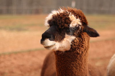 A handsome alpaca looking at visitors