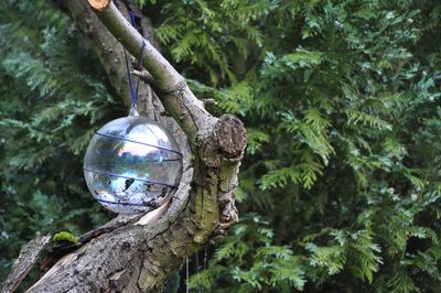 Close-up of crystal ball hanging on tree trunk