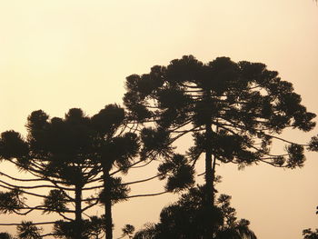 Low angle view of silhouette trees against clear sky