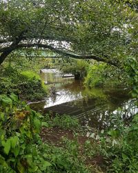 Scenic view of river amidst trees in forest