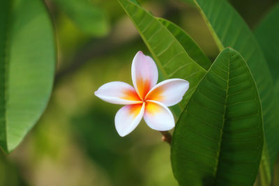 Close-up of frangipani on plant