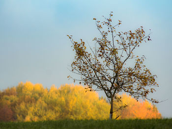 Scenic view of field against clear sky