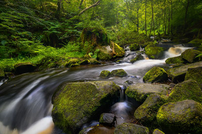 Stream flowing through rocks in forest