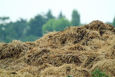 Dung on field