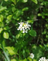 Close-up of white flowering plant