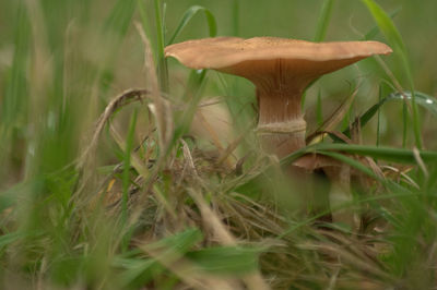 Close-up of mushroom in grass