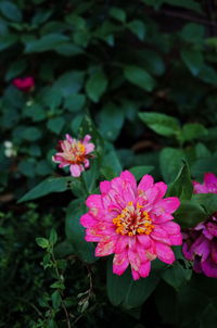 Close-up of pink flowering plant