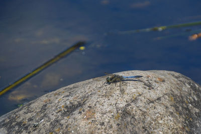 Close-up of insect on rock