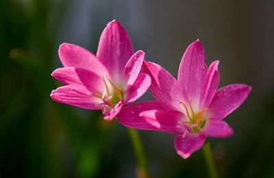 Close-up of pink flower