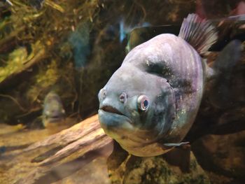 Close-up of fish swimming in sea