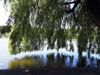 Trees by lake