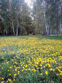 Yellow flowers on field