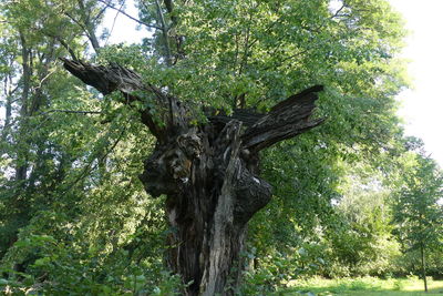 Low angle view of tree trunk