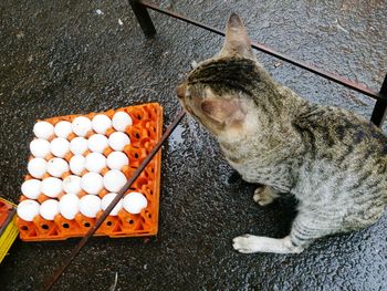 High angle view of cat by egg crate on wet road