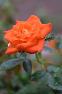 Close-up of orange rose