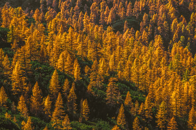 High angle view of trees in forest during autumn