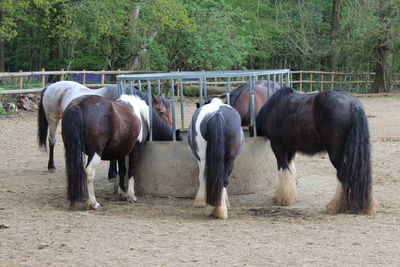 Horses eating 