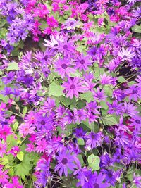 Full frame shot of purple flowers