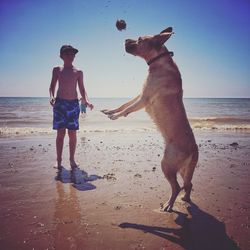 Full length of dog on beach