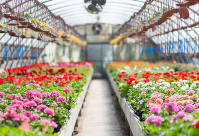 High angle view of people in greenhouse