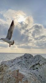 Seagulls flying over sea against sky