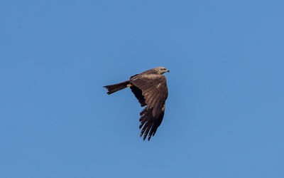 Low angle view of eagle flying against clear blue sky