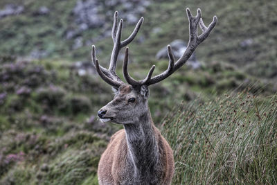 Deer in a field