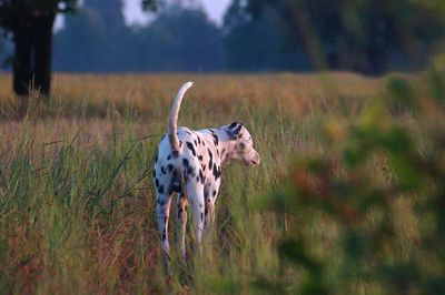 A dalmatian in  the field