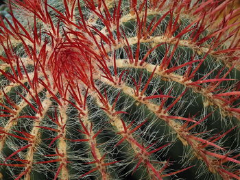 Full frame shot of cactus
