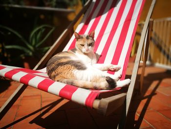 Chilling cat on chair