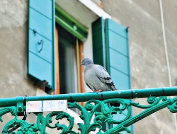 Close-up of bird perching