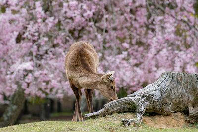 View of an animal on rock