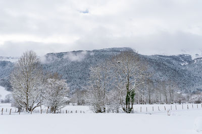 Trees on snow covered land against sky