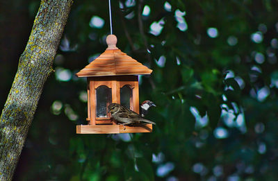 Close-up of bird perching on wooden post