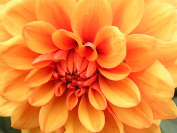 Close-up of dahlia blooming outdoors