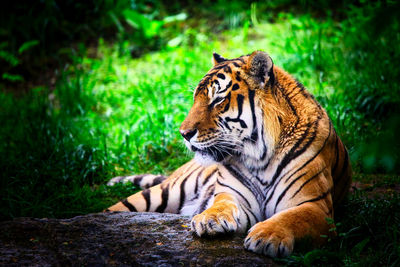 Resting tiger.