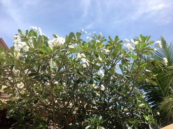 Low angle view of flowering plants against sky