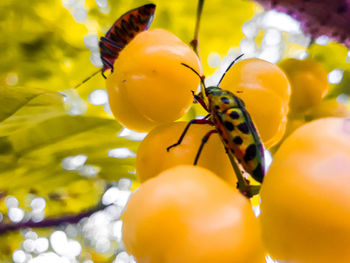 Close-up of insect on plant