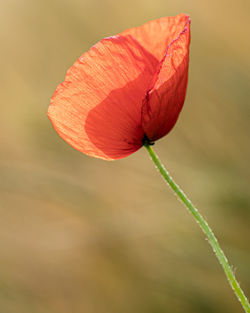 Close-up of red flower